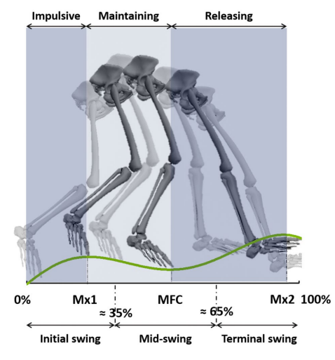 Publication thumbnail for Minimum Foot Clearance Prediction in Stroke Survivors: A Transformer-Based Approach